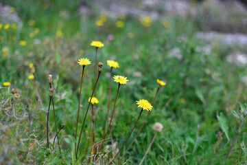 field flowers and green grass, spring blossom