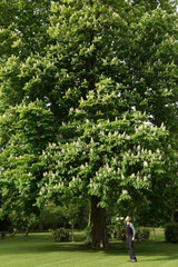 Senior staying connected with nature - smell a Chestnut tree
