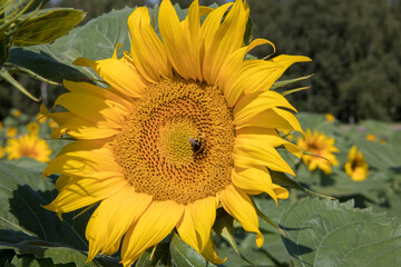 Obraz premium Sunflowers with bees. Nature, outdoor. Bee collecting pollen from a Sunflower.