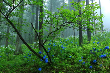 森の紫陽花