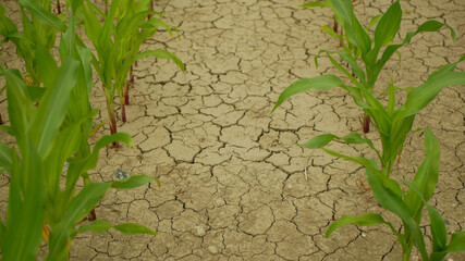 Maize corn drought field land leaves Zea mays, drying up soil, drying up the soil cracked, climate change, environmental disaster earth cracks agricultural problem dry, agriculture vegetables leaf