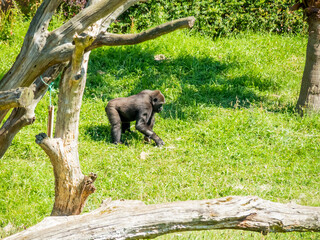 gorilla walking through a meadow and sitting