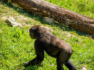 gorilla walking through a meadow and sitting