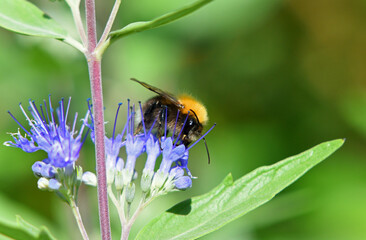 White Tailed Bee on Blue Caropteris Flower