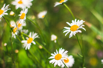 Fototapeta premium Chamomile on a green background