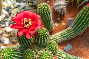 flowering cactus TRICHOCEREUS MACROGONUS in a botanical garden