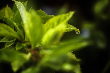 A picture of leaf dropping water drop just after a thunder storm