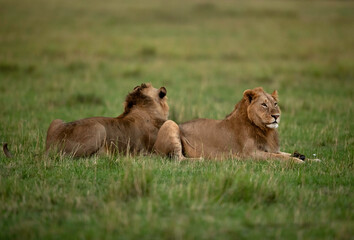 Fototapeta na wymiar Lions in the grassland of Masai Mara, Kenya