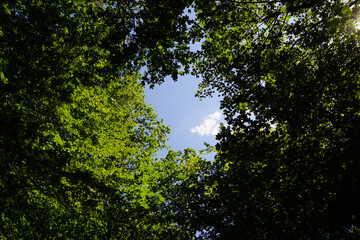 blue sky  through trees