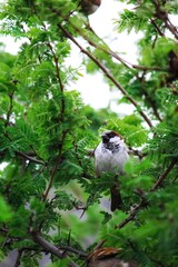 A beautiful bird resting on a branch in delhi