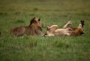 Lions with bean bag, Masai Mara, Kenya