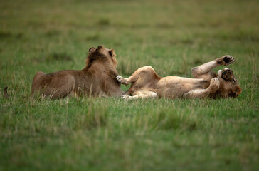 Fototapeta na wymiar Lions playing with bean bag, Masai Mara, Kenya