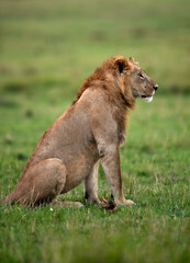 Fototapeta na wymiar Lion sitting on the grasses at Masai Mara, Kenya