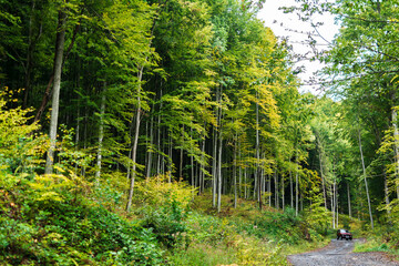 Obraz premium Forest. Coniferous and deciduous trees. Nature and landscapes of the Carpathians. The mountains. Sunny. A car can be seen in the distance.