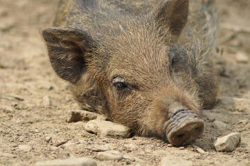 Fototapeta premium wild boar pig