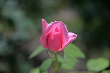rose is a bright beautiful garden flower that grows in the garden during the day