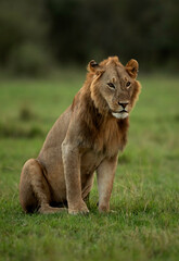 Fototapeta na wymiar Lion in the evenong hours at Masai Mara, Kenya