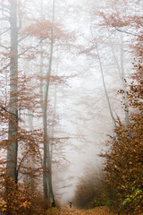 Autumn forest shrouded in fog. Coniferous and deciduous trees. The road leading into the distance and the tourist along it. Nature and landscapes of the Carpathians. The mountains. Brown colors.