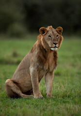 Fototapeta na wymiar Lion at Masai Mara, Kenya