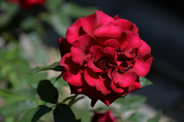 rose is a bright beautiful garden flower that grows in the garden during the day