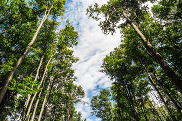Forest. Coniferous and deciduous trees. Nature and landscapes of the Carpathians. The mountains. Sunny. The crowns of trees stretch towards the sky.