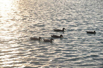 beautiful lake at sunset, the rays of the sun paint the water and small waves in gold, red, orange