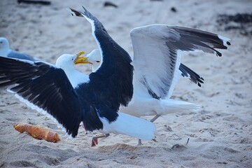seagull fighting on the beach