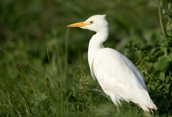 A portrait of Cattle Egret on green grass, Bahrain