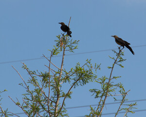a male and femaie grackle perched in a tree
