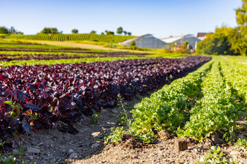 Salat, Salatfelder auf der Insel Reichenau