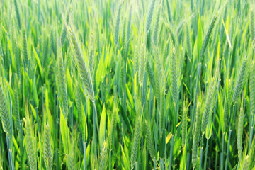 A field with green ears in Baden-Wuerttemberg, Germany