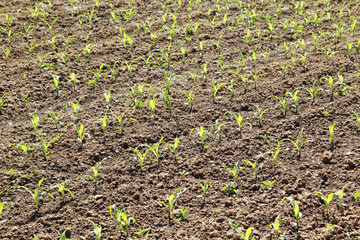 Fresh green stems growing in the field