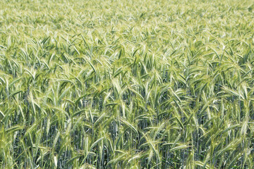 A field with green ears in Baden-Wuerttemberg, Germany