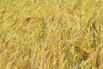 A field with ripe ears in Baden-Wuerttemberg, Germany	