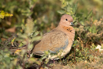 Portrait of Laughing Dove, Bahrain
