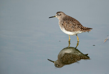 Wood Sandpiper at Asker marsh and beautiful reflection, Bahrain