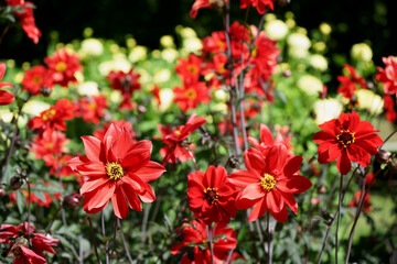 Scarlet Dahlia blossoms Garden