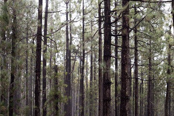 forest in the morning