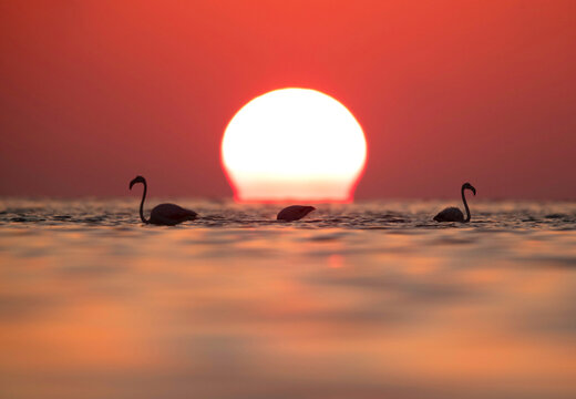 Greater Flamingos and splendid hure during sunrise, Asker coast, Bahrain