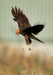 Eurasian Marsh harrier hovering to see the prey, Bahrain