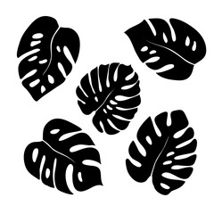 Monstera plant silhouettes leaves isolated on white background. Vector illustration. Tropical and exotic flower for indoor and outdoor use.