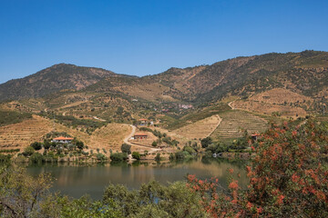 Beautiful Panoramic view of The Valley of the River Douro, Portugal - Port Wine Vineyards Region...