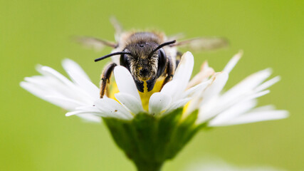 Resting bee 