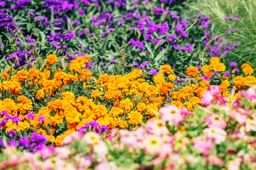 Closeup of colorful flowers growing in the street of the city of Budapest, the capital of Hungary
