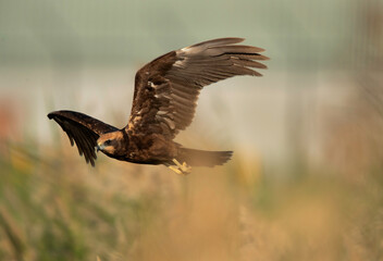 Eurasian Marsh harrier emerging out from tall grasses, Bahrain
