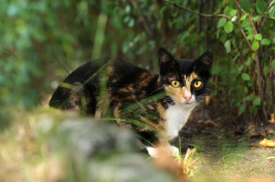 A cat of a variegated color hides in the forest thickets