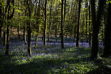 Bluebells in the Woods