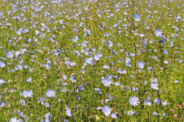 Beautiful flowers of chicory in the field. Close-up. Background. Landscape. Texture.