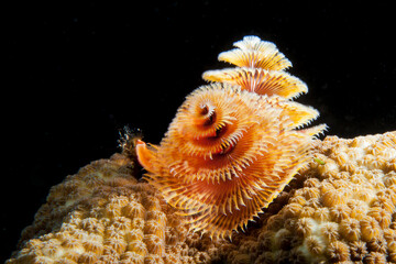 Close up of Christmas Tree worm as a part of the coral reef in the Caribbean Sea / Curacao