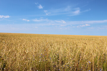 A beautiful field of rye. Real uneven surface. Natural littered horizon. Background. Landscape.
